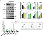 MAP2 Antibody in Western Blot (WB)