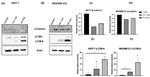 beta Catenin Antibody in Western Blot (WB)