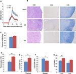 CD4 Antibody in Immunohistochemistry (IHC)