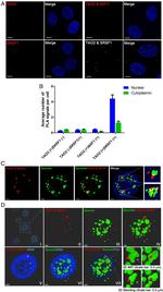 SRSF1 Antibody in Immunocytochemistry (ICC/IF)