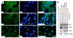 ZO-1 Antibody in Western Blot (WB)