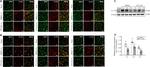 IL-17A Antibody in Western Blot, Immunohistochemistry (WB, IHC)