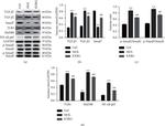 TLR4 Antibody in Western Blot (WB)