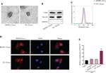 Calnexin Antibody in Western Blot (WB)