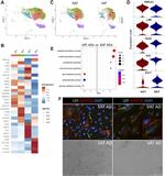 Adiponectin Antibody in Immunocytochemistry (ICC/IF)