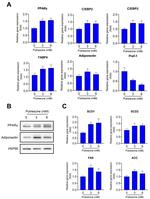 Adiponectin Antibody in Western Blot (WB)