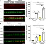 GRK1 Antibody in Western Blot (WB)