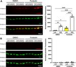 GRK1 Antibody in Western Blot (WB)