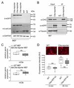 Clathrin Light Chain Antibody in Western Blot (WB)