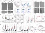 PR3 Antibody in Western Blot, Flow Cytometry, ELISA (WB, Flow, ELISA)