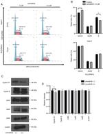 Cyclin D1 Antibody in Western Blot (WB)