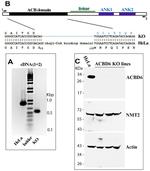 ACBD6 Antibody in Western Blot (WB)