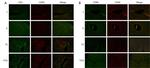 CD86 (B7-2) Antibody in Immunohistochemistry (IHC)