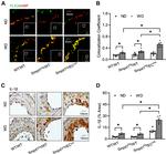 IL-1 beta Antibody in Immunohistochemistry (IHC)