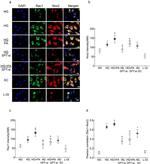 RAC1 Antibody in Immunocytochemistry (ICC/IF)