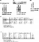 SAP97 Antibody