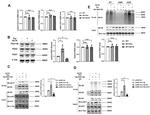 PEX7 Antibody in Western Blot (WB)