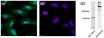 Rhodopsin Antibody in Western Blot, Immunocytochemistry (WB, ICC/IF)