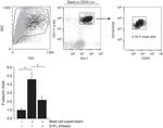 CD62P (P-Selectin) Antibody