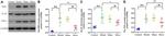 IDO1 Antibody in Western Blot (WB)