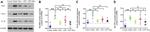 IDO1 Antibody in Western Blot (WB)