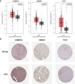 CHMP4A Antibody in Immunohistochemistry (IHC)