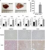 CHMP4A Antibody in Immunohistochemistry (IHC)