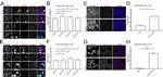 eIF3a Antibody in Immunocytochemistry (ICC/IF)