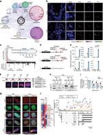 ILF2 Antibody in Immunocytochemistry, Immunoprecipitation (ICC/IF, IP)