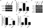 SHP-1 Antibody in Western Blot (WB)