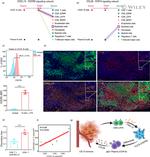 CXCL13 Antibody in Immunohistochemistry (IHC)