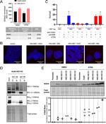 HK3 Antibody in Western Blot (WB)