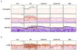 Periostin Antibody in Immunohistochemistry (IHC)