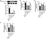 Phospho-eNOS (Ser1177) Antibody in Western Blot (WB)