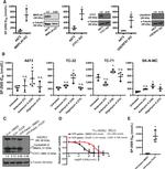 MRPL45 Antibody in Western Blot (WB)