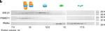 Mouse IgG (H+L) Cross-Adsorbed Secondary Antibody in Western Blot (WB)