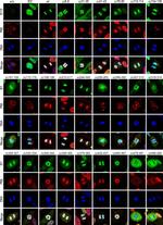 Goat anti-Rabbit IgG (H+L) Highly Cross-Adsorbed, Alexa Fluor™ 594 