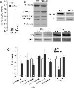 OxPhos Blue Native WB Antibody in Western Blot (WB)