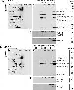 OxPhos Blue Native WB Antibody in Western Blot (WB)