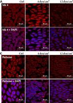 Goat anti-Rabbit IgG (H+L) Cross-Adsorbed, Alexa Fluor™ 594 (A-11012)