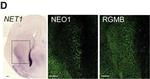 Sheep IgG (H+L) Cross-Adsorbed Secondary Antibody in Immunohistochemistry (IHC)