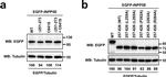 Mouse IgG (H+L) Cross-Adsorbed Secondary Antibody in Western Blot (WB)