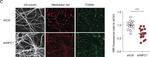 Mouse IgG (H+L) Highly Cross-Adsorbed Secondary Antibody in Immunohistochemistry (PFA fixed) (IHC (PFA))