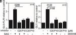 Mouse IgG (H+L) Highly Cross-Adsorbed Secondary Antibody in Western Blot (WB)