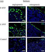 Goat IgG (H+L) Cross-Adsorbed Secondary Antibody in Immunocytochemistry (ICC/IF)