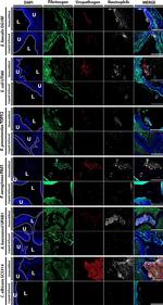 Goat IgG (H+L) Cross-Adsorbed Secondary Antibody in Immunohistochemistry (Paraffin) (IHC (P))