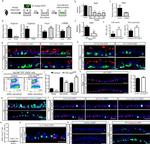 CD326 (EpCAM) Antibody in Flow Cytometry (Flow)