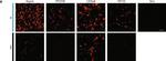 Rat IgG (H+L) Cross-Adsorbed Secondary Antibody in Immunohistochemistry (Frozen) (IHC (F))