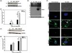 GAPDH Antibody in Western Blot (WB)