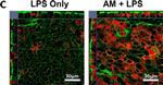 Mouse IgG1 Cross-Adsorbed Secondary Antibody in Immunocytochemistry (ICC/IF)